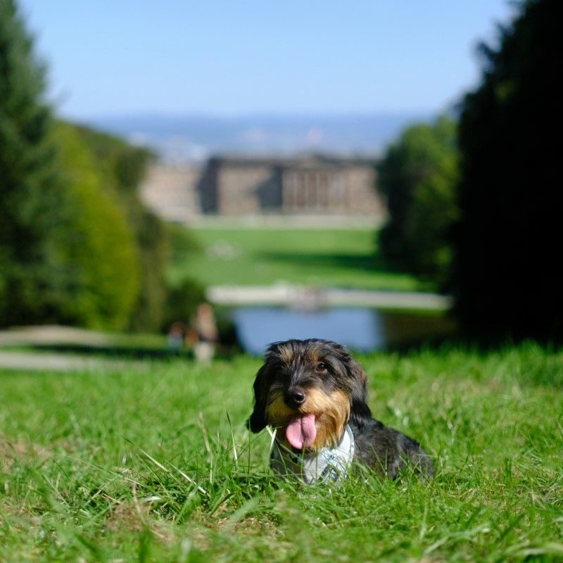 HKH_Dackel im Bergpark_Foto_visitnordhesen_MA43709
